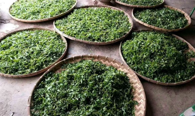 本山茶特级