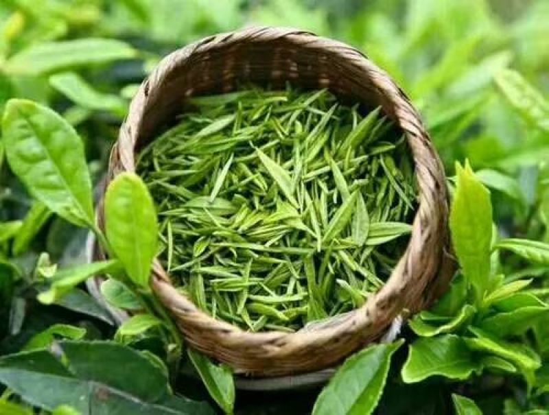 本山茶特级