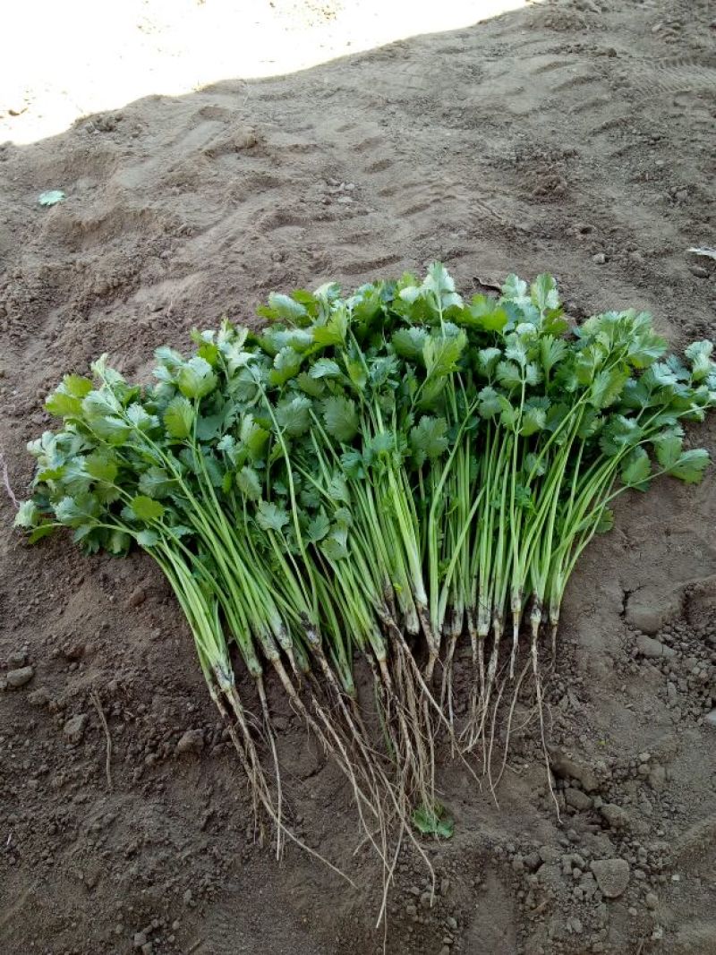 菠菜30~35厘米
