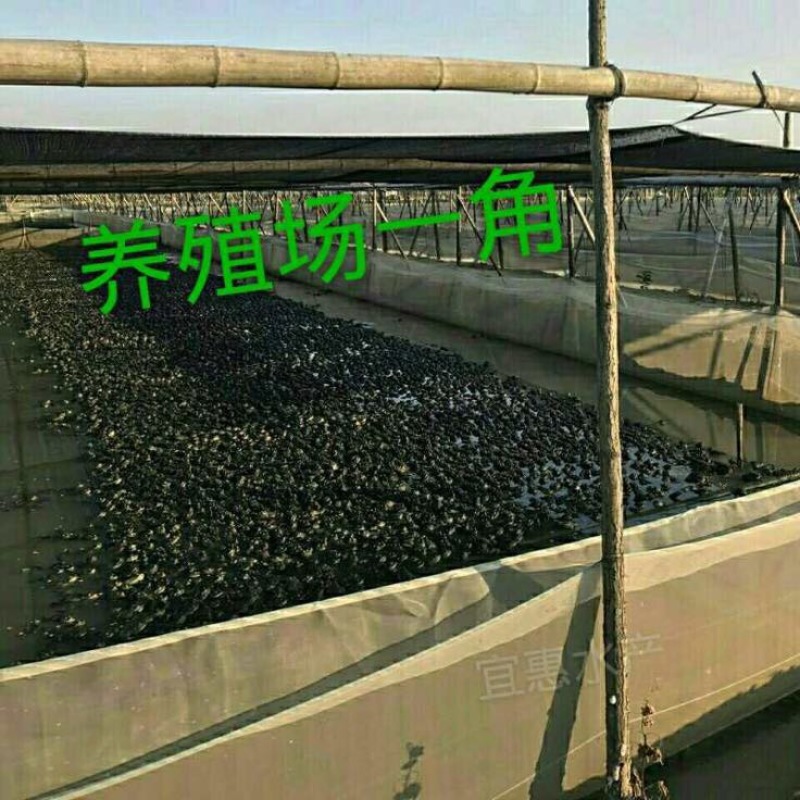 牛蛙饲料蛙料每袋20公斤欢迎来电咨询