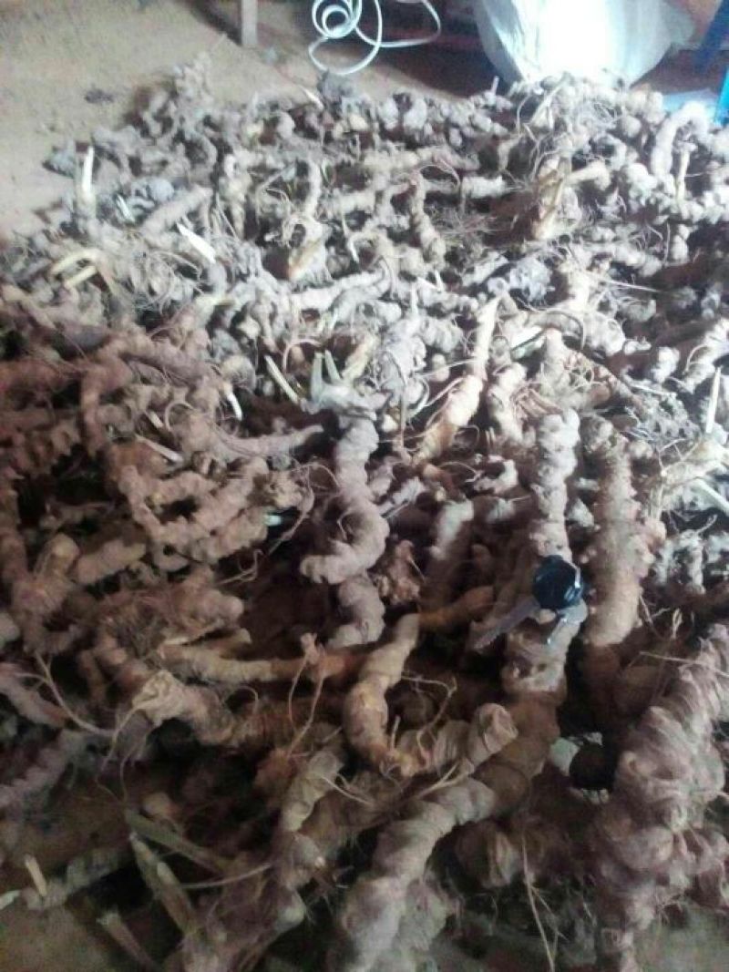 三七百年野三七鲜货
