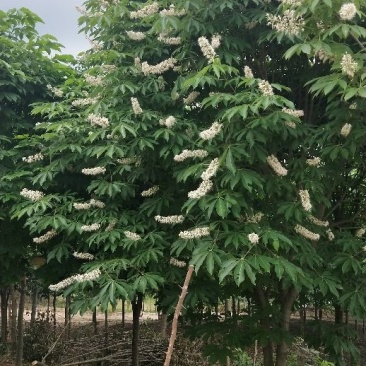 七叶树250~350cm250~350cm
