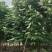 七叶树250~350cm250~350cm