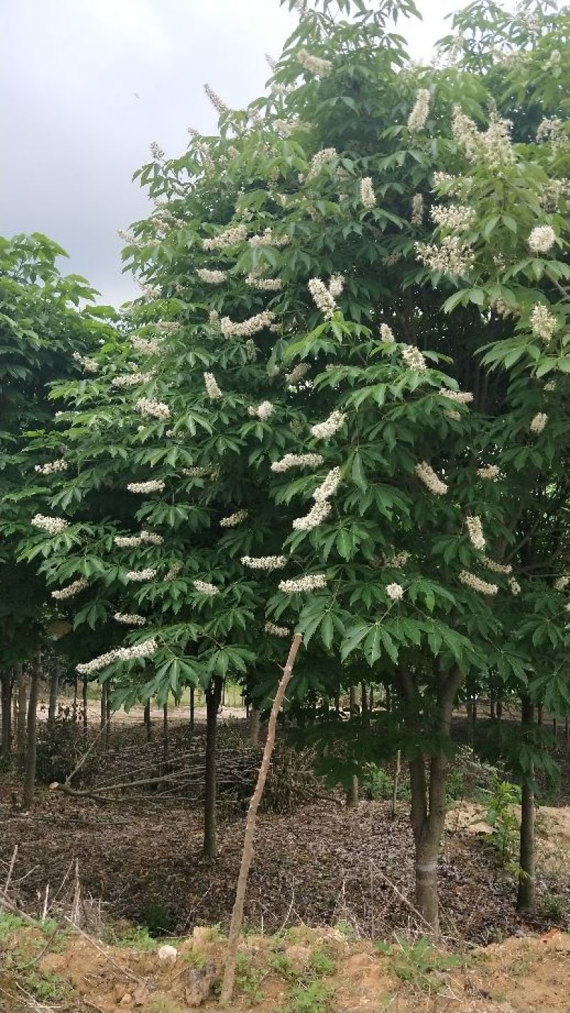 七叶树250~350cm250~350cm