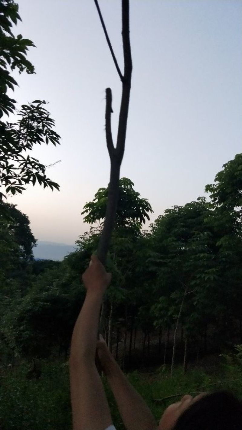 七叶树250~350cm250~350cm