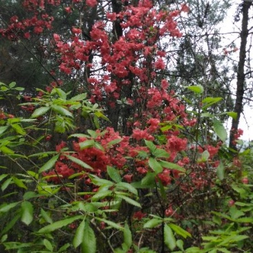 映山红树桩5~10cm