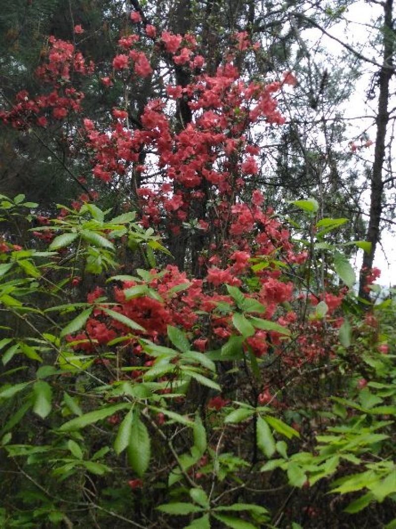 映山红树桩5~10cm