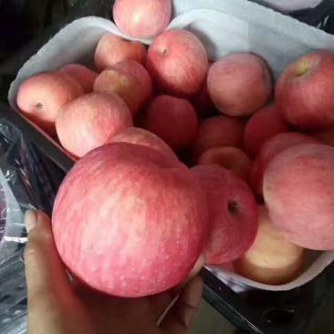 精品脆甜红富士苹果条红果全红果等全国发货保证质量