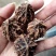 文玩核桃去皮后清洗纯干品