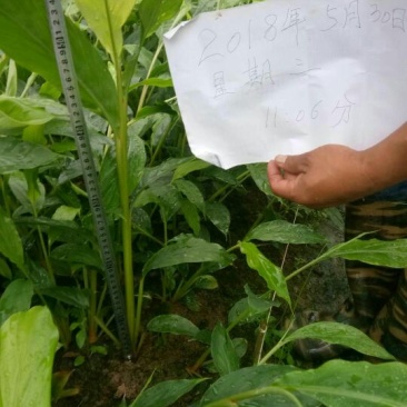 草果苗30~50cm