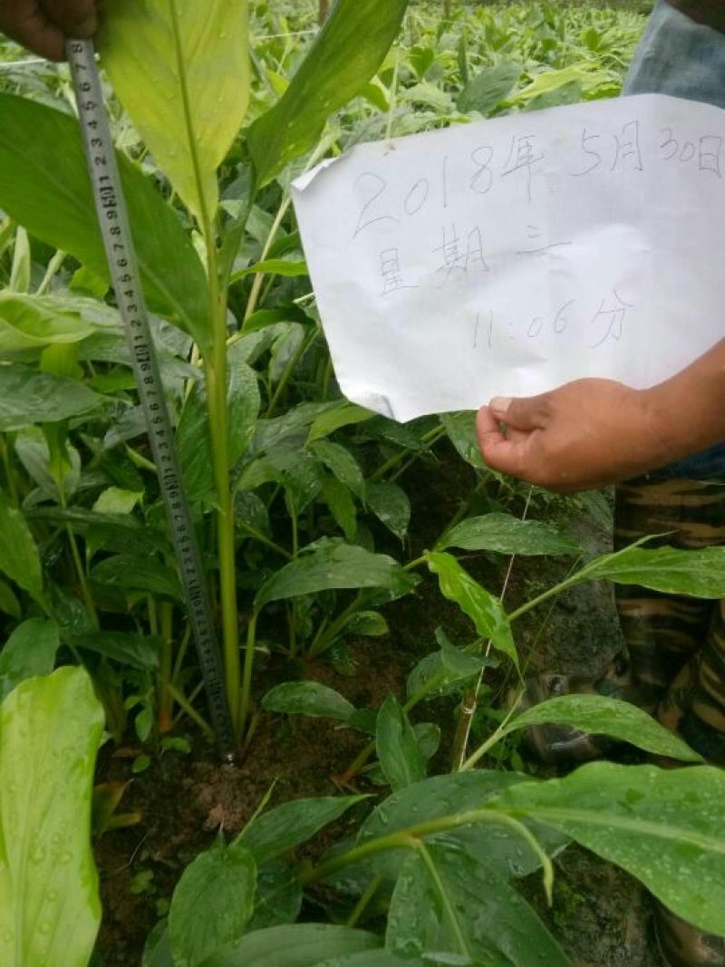 草果苗30~50cm