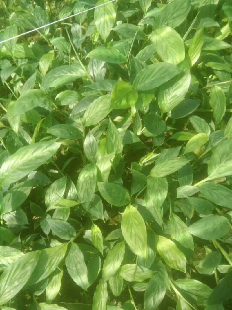 草果苗30~50cm