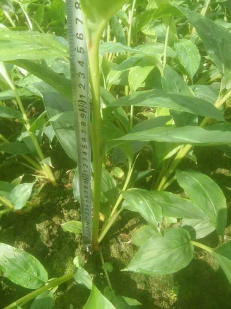 草果苗30~50cm