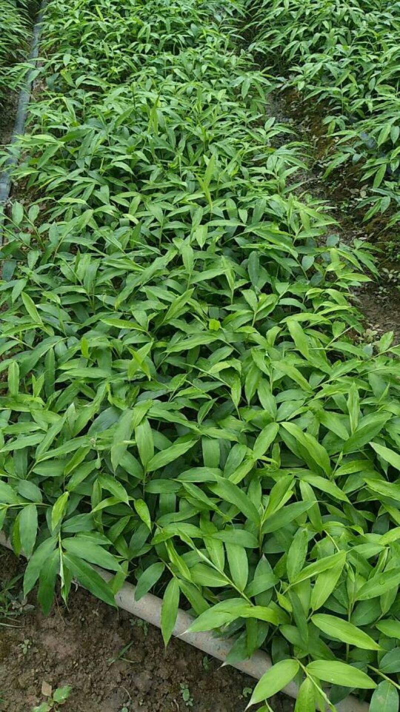 草果苗30~50cm