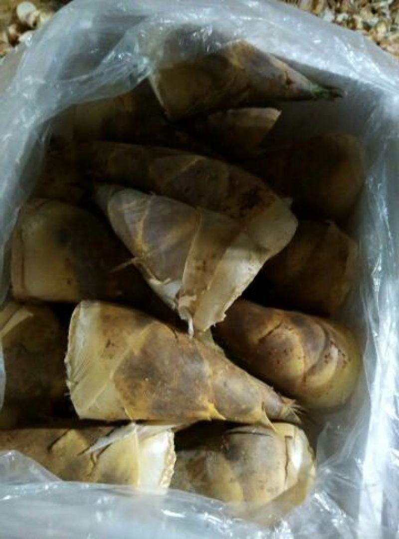 马蹄笋供应