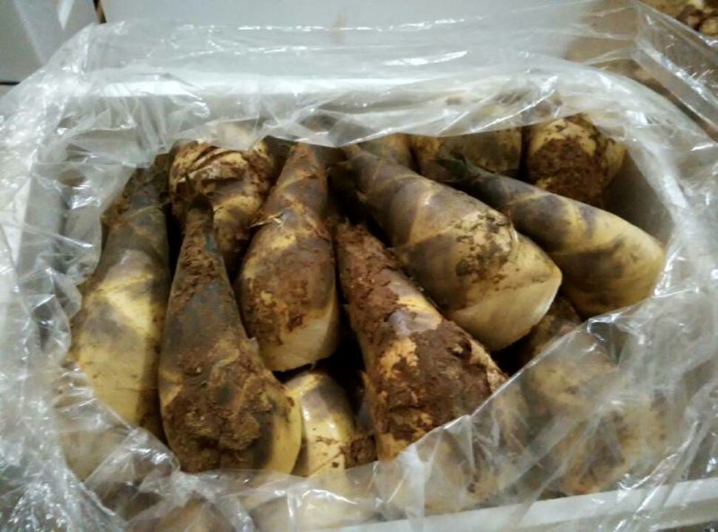 马蹄笋供应