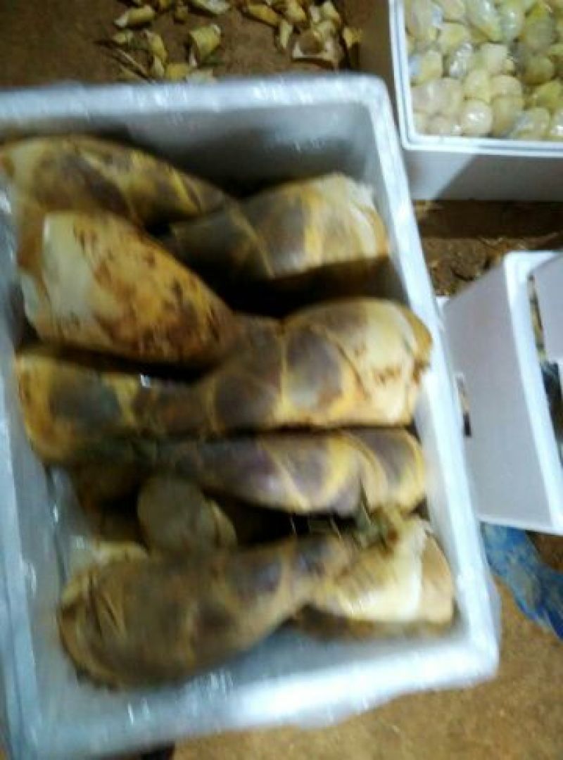 马蹄笋供应