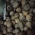 香玲核桃苗150~200cm三年苗