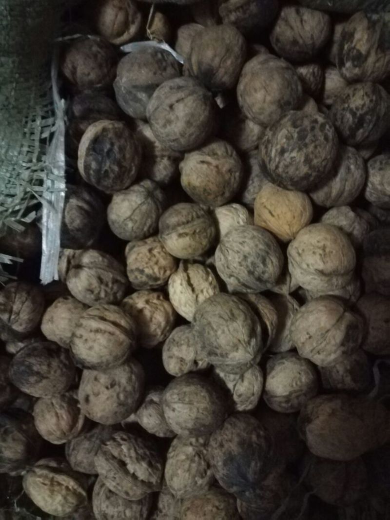 香玲核桃苗150~200cm三年苗
