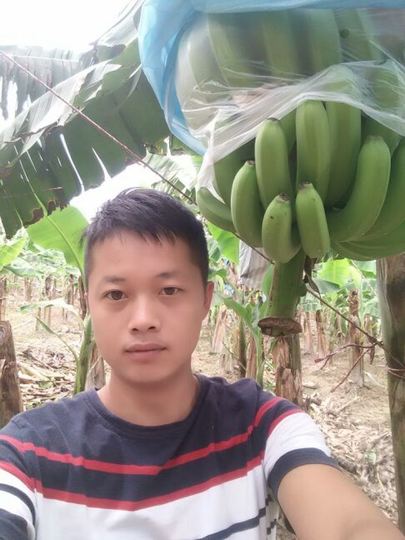 巴西香蕉七成熟