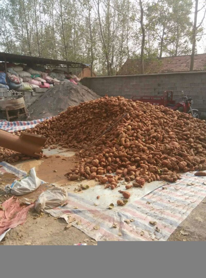 红薯粉皮