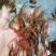 河虾活虾16~20只/kg