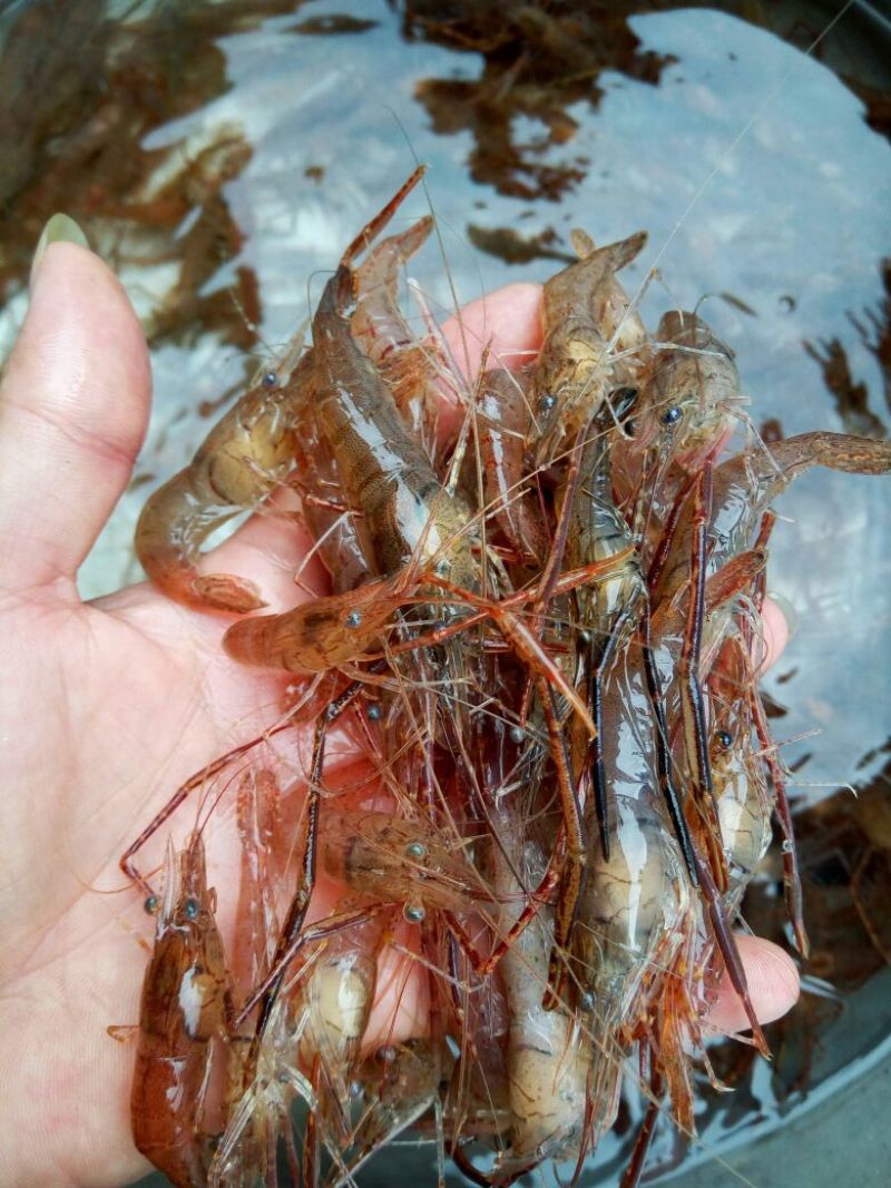 河虾活虾16~20只/kg