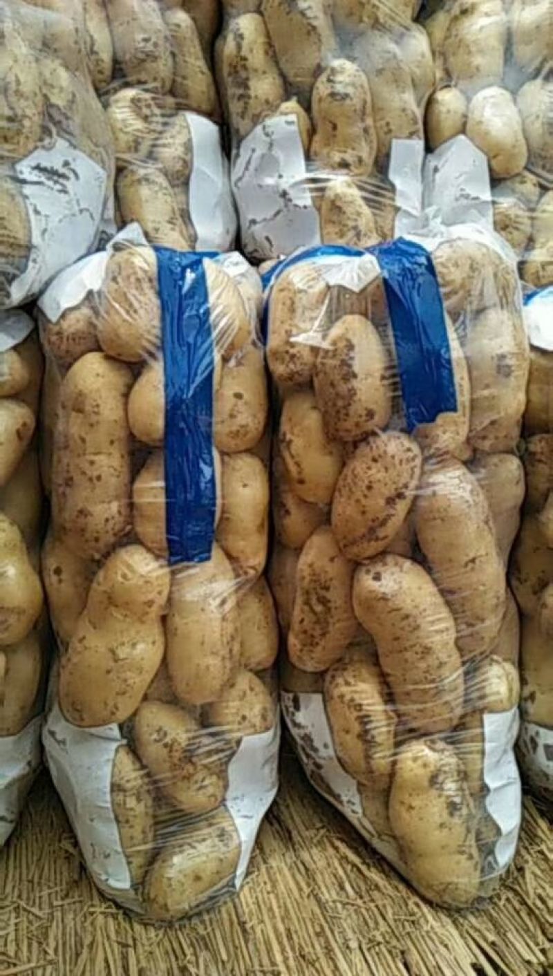 荷兰十五土豆三两以上通货
