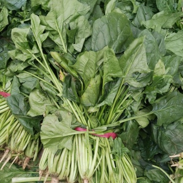 大叶菠菜30~35厘米
