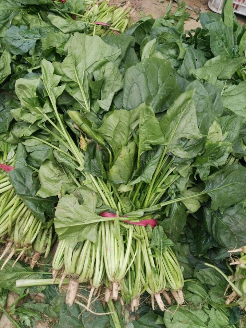 大叶菠菜30~35厘米