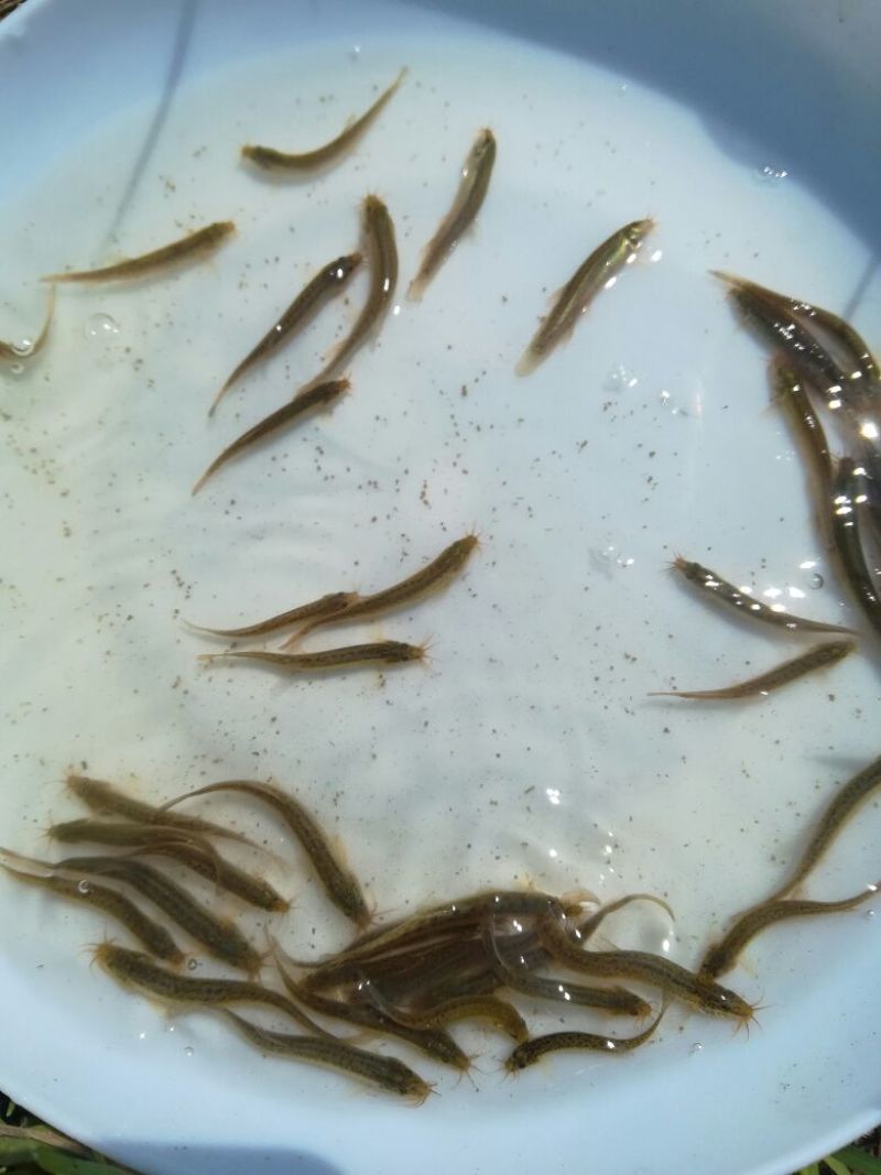 泥鳅苗台湾泥鳅苗泥鳅苗场广东泥鳅苗