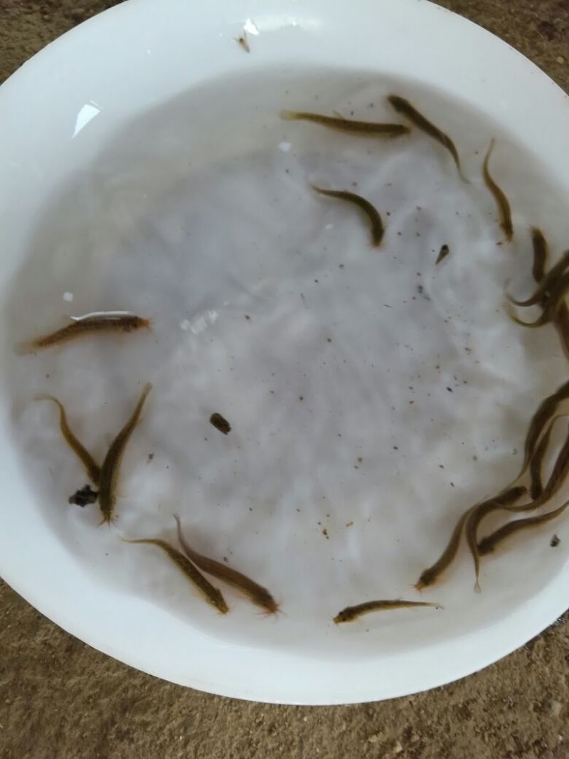 泥鳅苗台湾泥鳅苗泥鳅苗场广东泥鳅苗