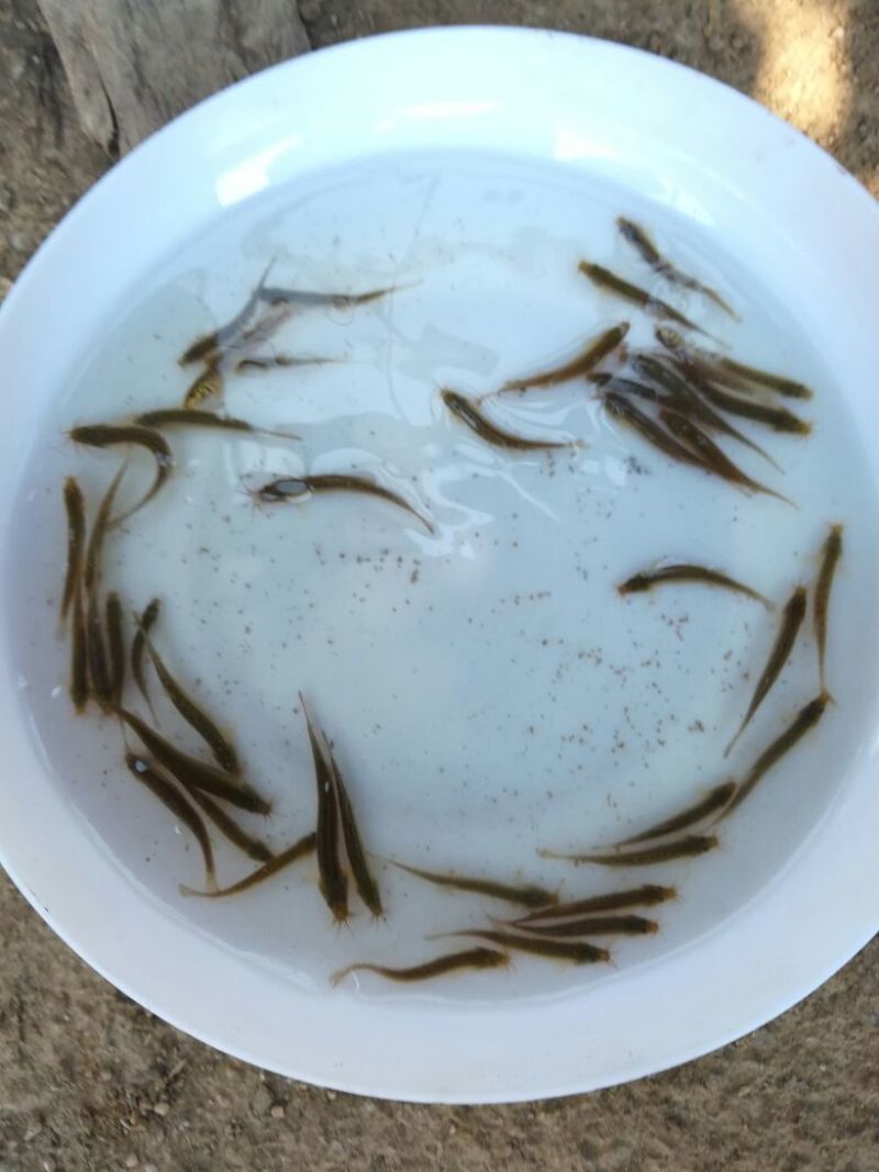 泥鳅苗台湾泥鳅苗泥鳅苗场广东泥鳅苗
