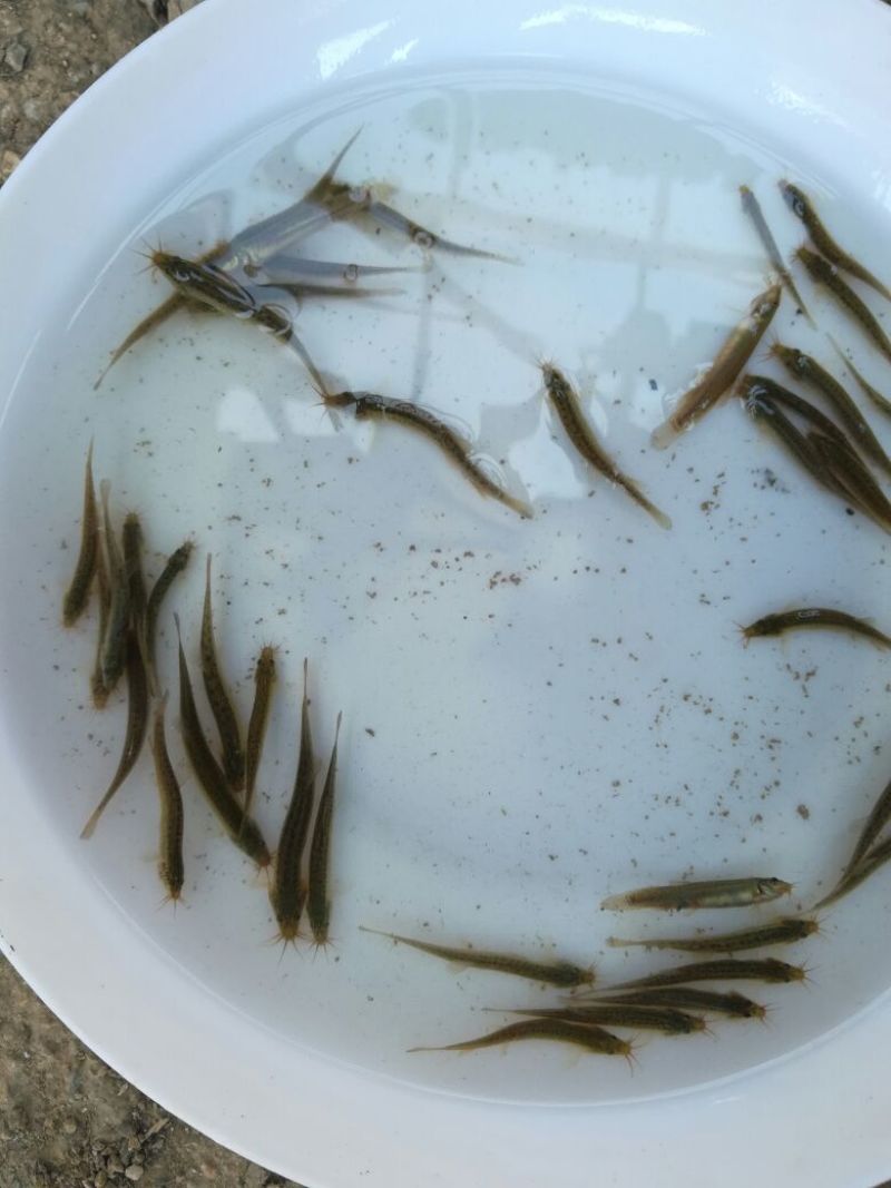 泥鳅苗台湾泥鳅苗泥鳅苗场广东泥鳅苗