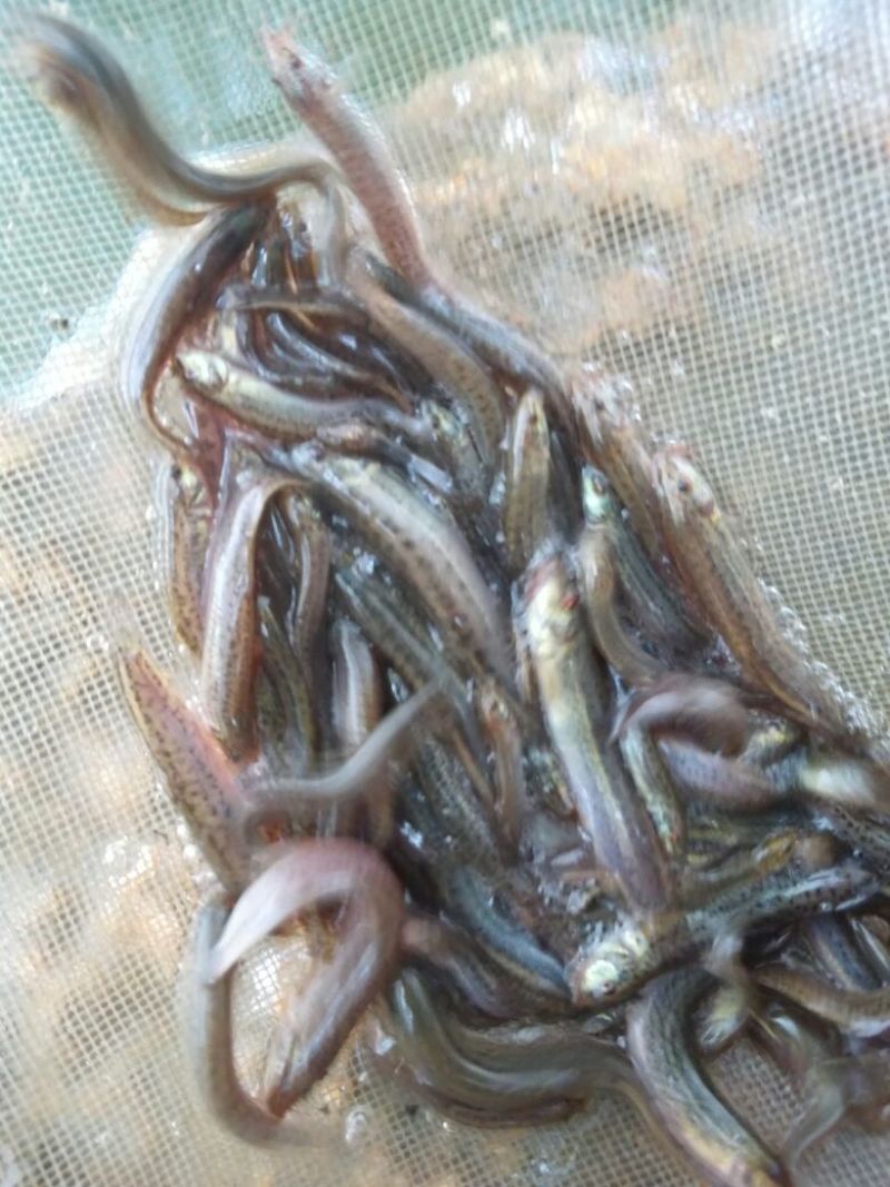 泥鳅苗台湾泥鳅苗泥鳅苗场广东泥鳅苗
