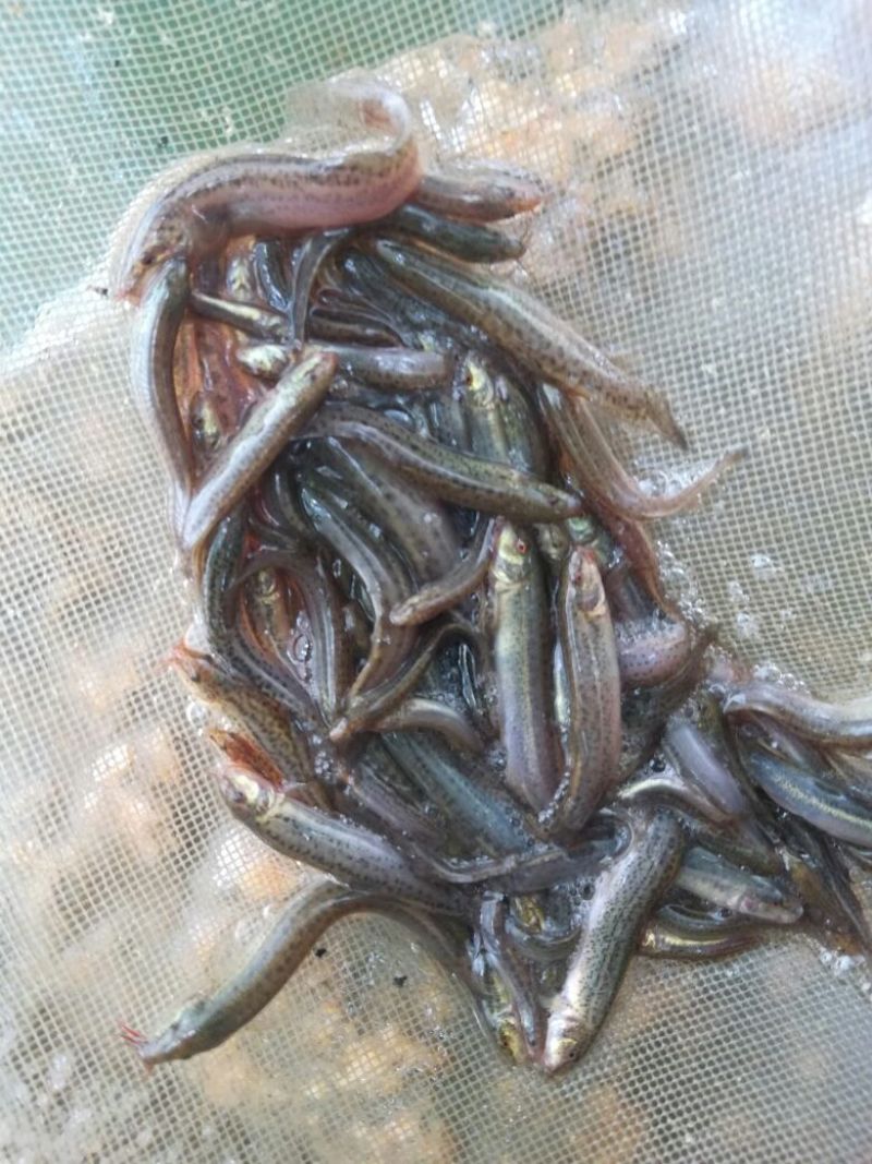 泥鳅苗台湾泥鳅苗泥鳅苗场广东泥鳅苗