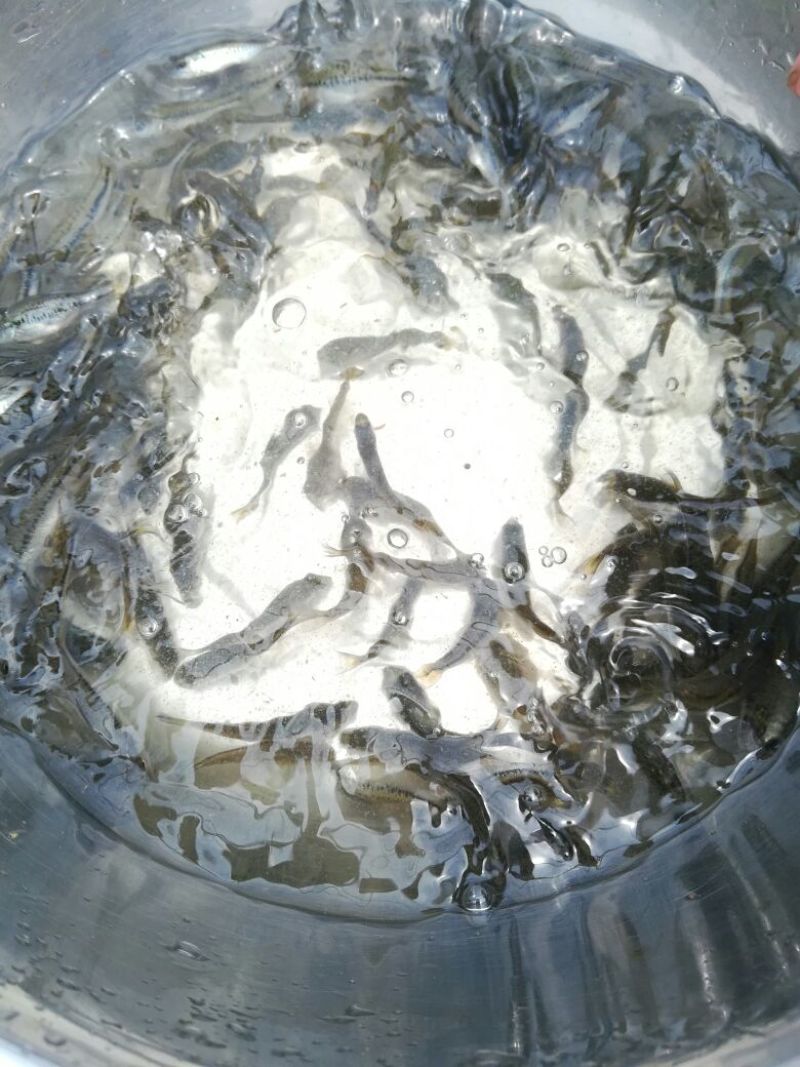 鲈鱼苗大口黑鲈优鲈三号苗种淡水鲈鱼苗鲈鱼水花
