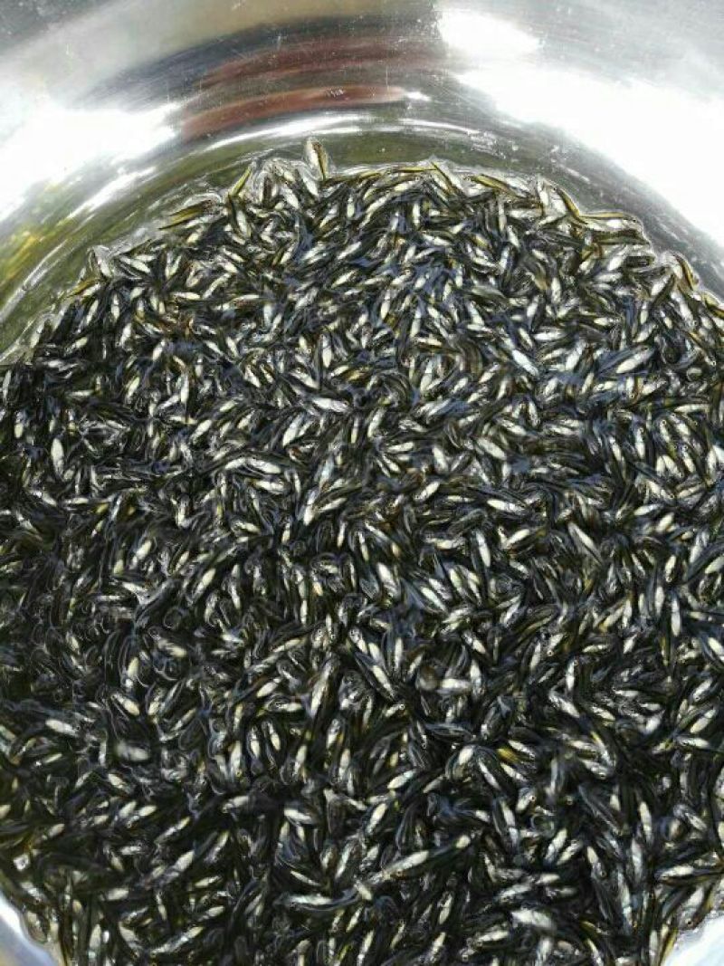 鲈鱼苗大口黑鲈优鲈三号苗种淡水鲈鱼苗鲈鱼水花