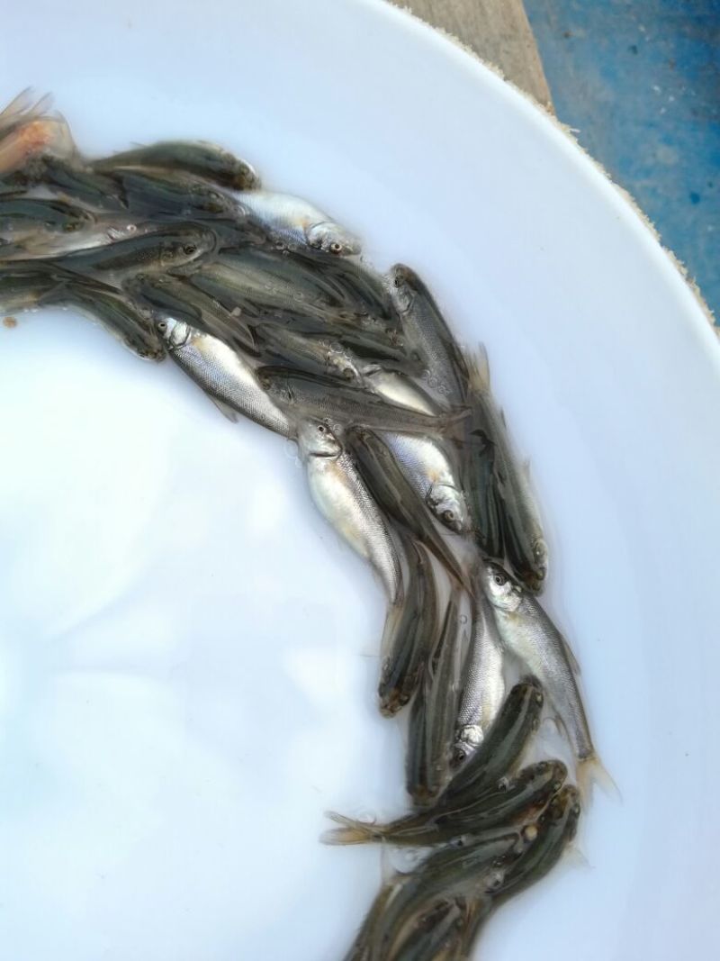 银鳕鱼苗淡水银鳕鱼银鳕鱼苗养殖场广东淡水银鳕鱼