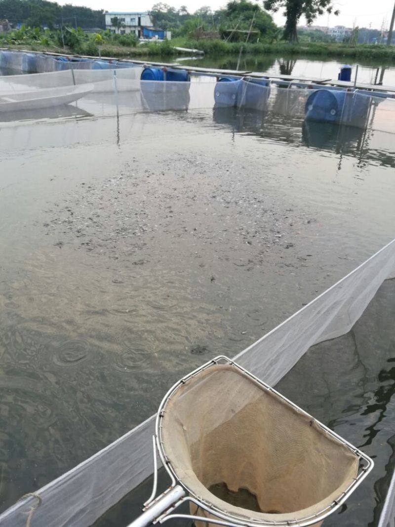 银鳕鱼苗淡水银鳕鱼银鳕鱼苗养殖场广东淡水银鳕鱼