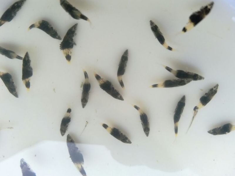 桂花鱼桂花鱼苗鳜鱼苗鳌花苗翘嘴桂花鱼苗斑桂鱼苗