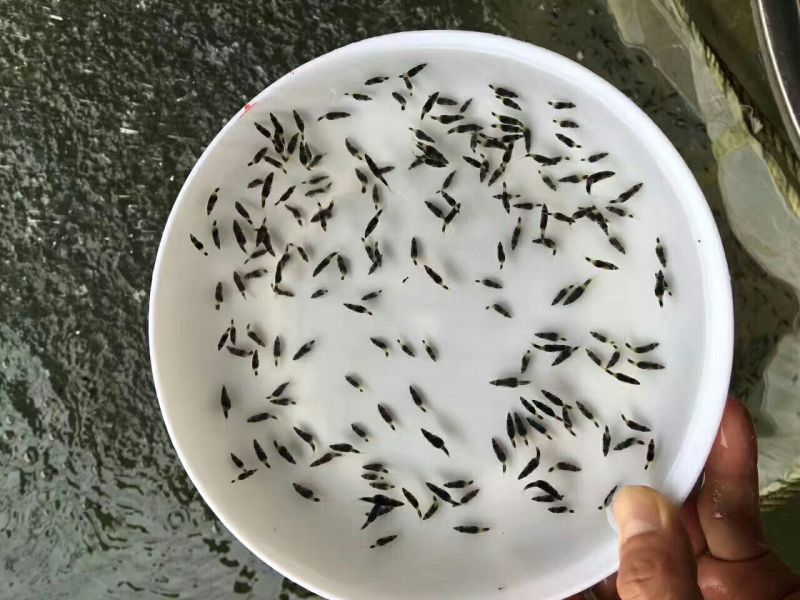 桂花鱼桂花鱼苗鳜鱼苗鳌花苗翘嘴桂花鱼苗斑桂鱼苗