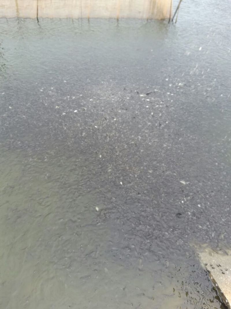 罗非鱼苗吉富罗非鱼苗红罗非鱼苗罗非鱼养殖基地