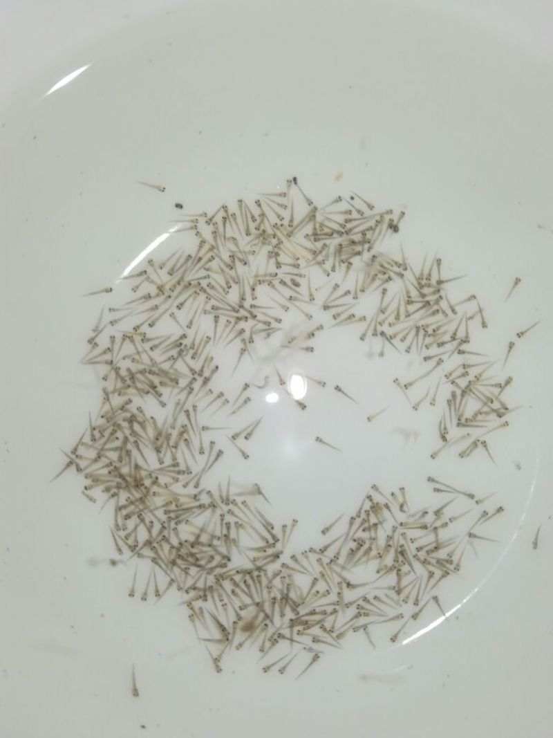 台湾泥鳅苗泥鳅水花苗泥鳅孵化场生长速度快存活率高