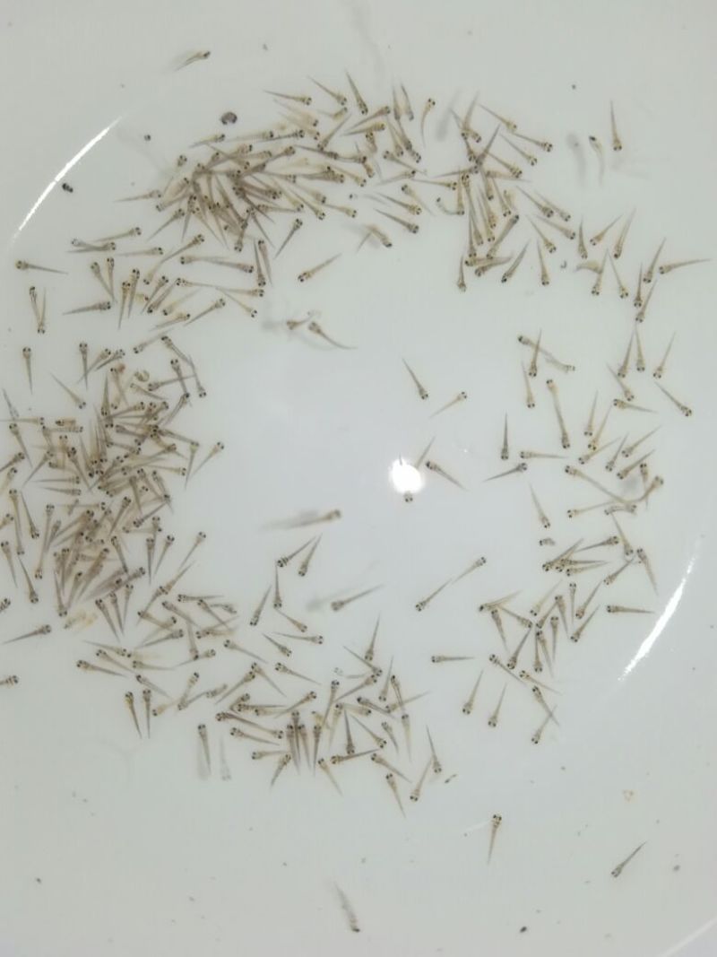 台湾泥鳅苗泥鳅水花苗泥鳅孵化场生长速度快存活率高