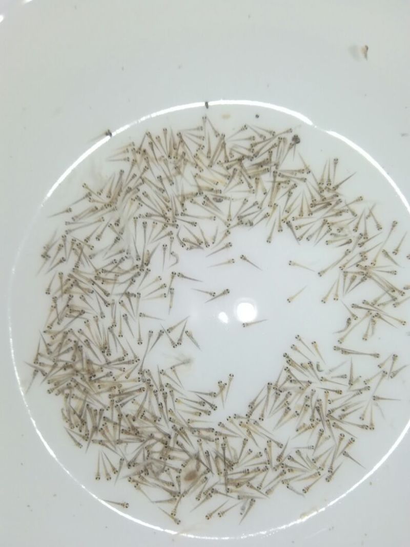台湾泥鳅苗泥鳅水花苗泥鳅孵化场生长速度快存活率高