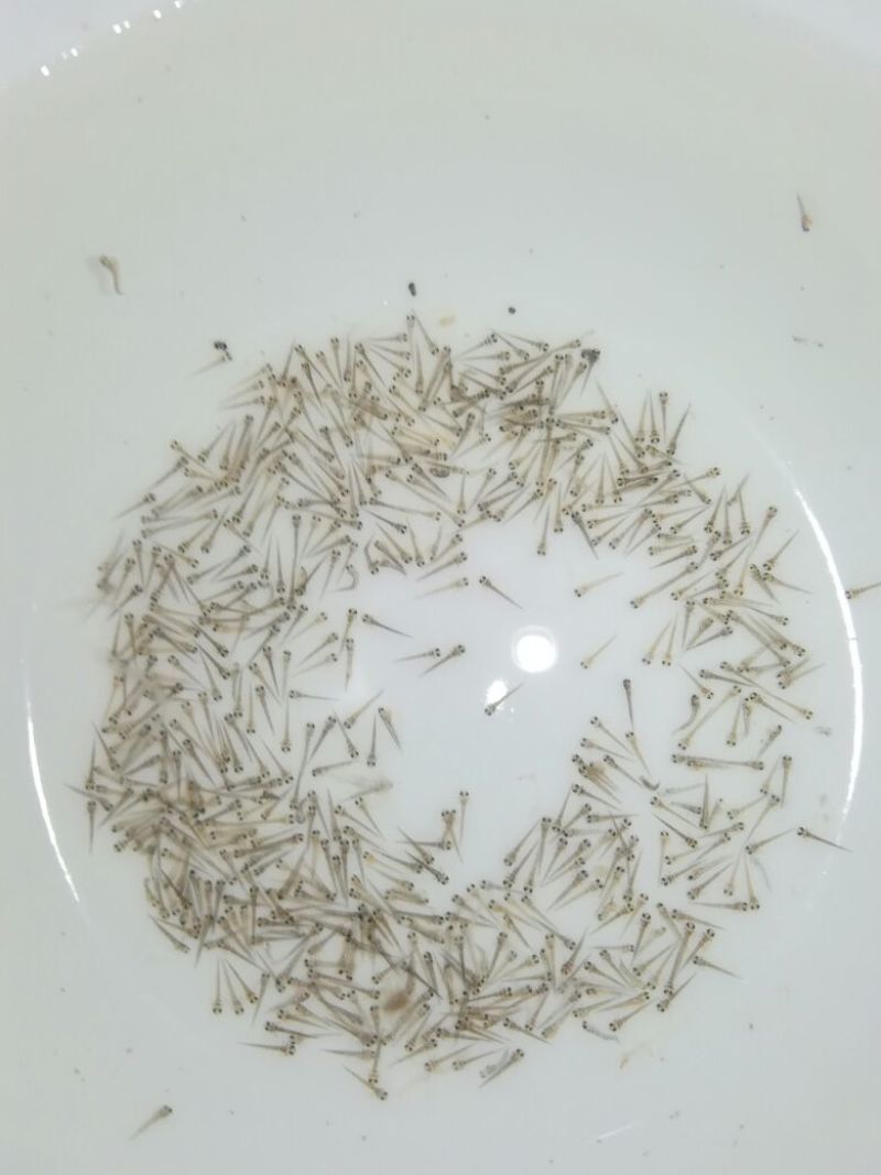 台湾泥鳅苗泥鳅水花苗泥鳅孵化场生长速度快存活率高