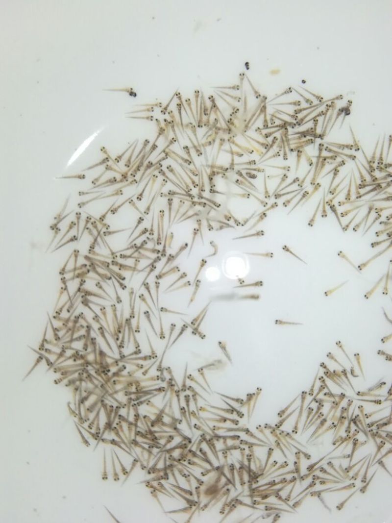 台湾泥鳅苗泥鳅水花苗泥鳅孵化场生长速度快存活率高