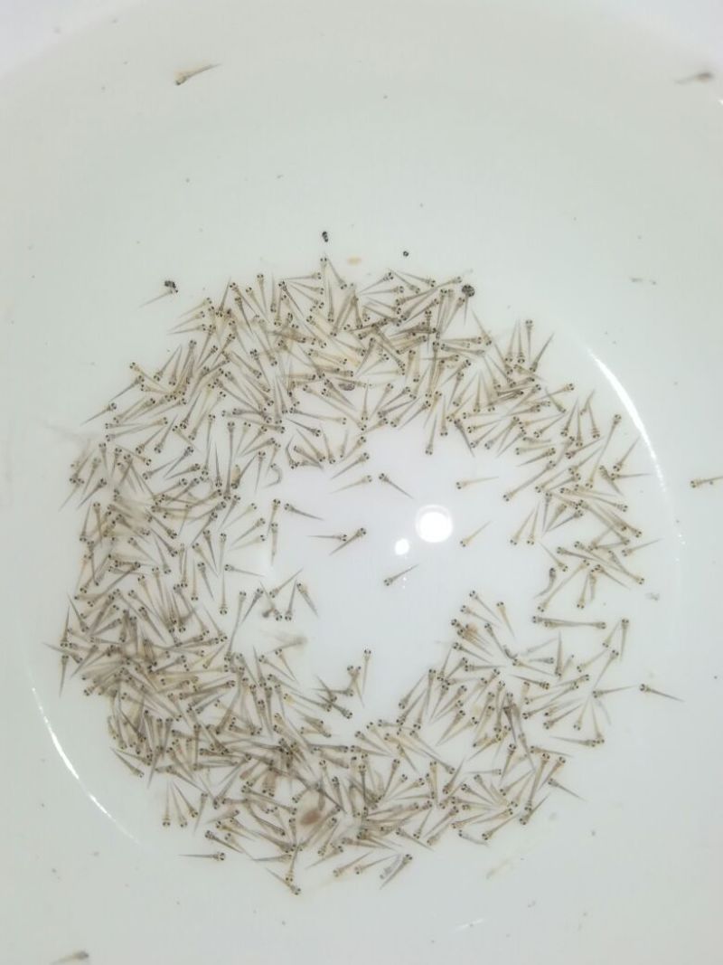 台湾泥鳅苗泥鳅水花苗泥鳅孵化场生长速度快存活率高