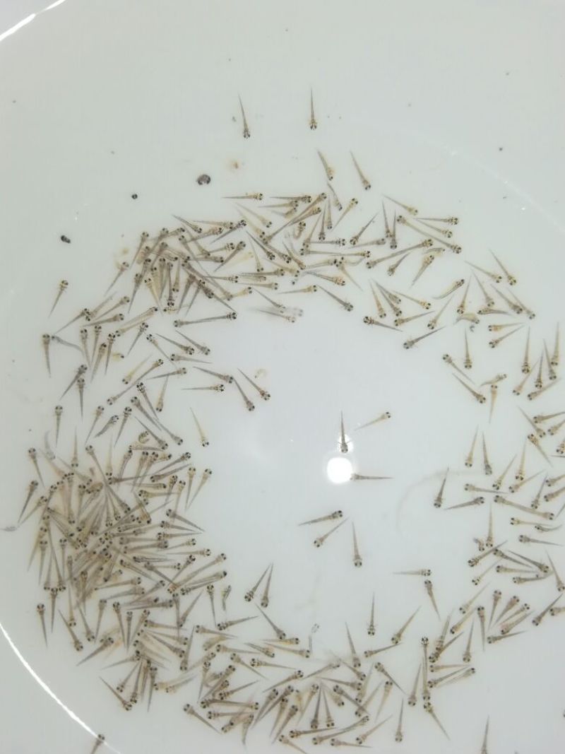 台湾泥鳅苗泥鳅水花苗泥鳅孵化场生长速度快存活率高